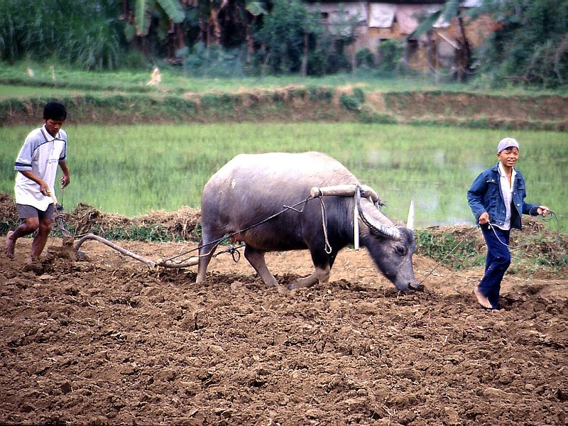 Mơ thấy trâu đang cày ruộng