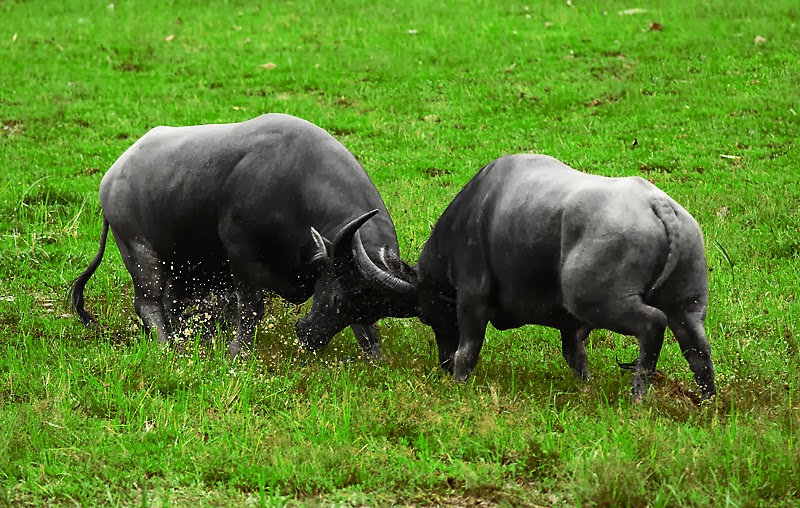 Chiêm bao thấy 2 con bò húc nhau