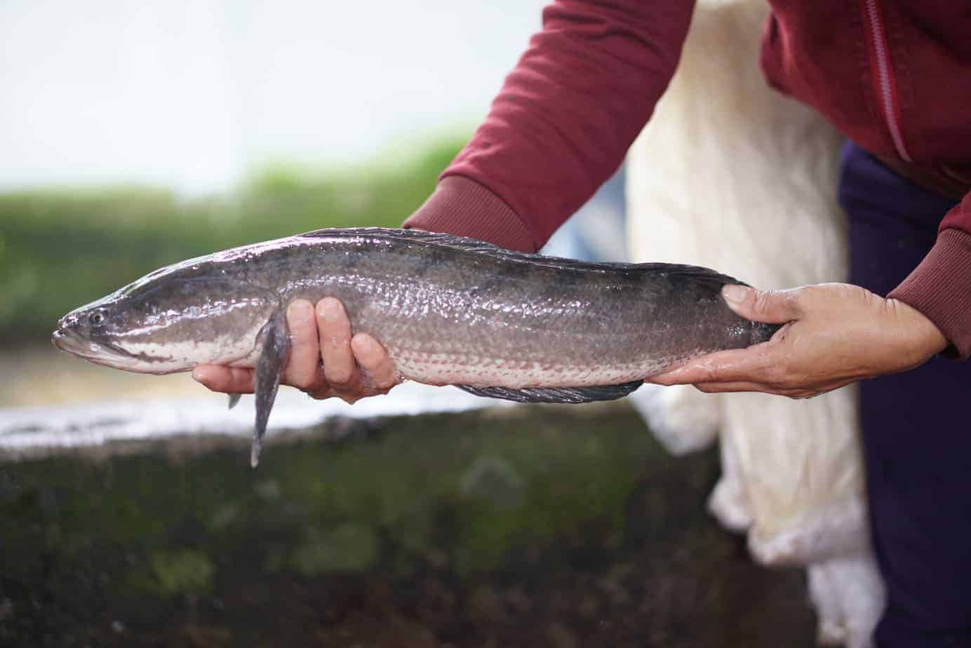 Chiêm bao thấy cá lóc bơi